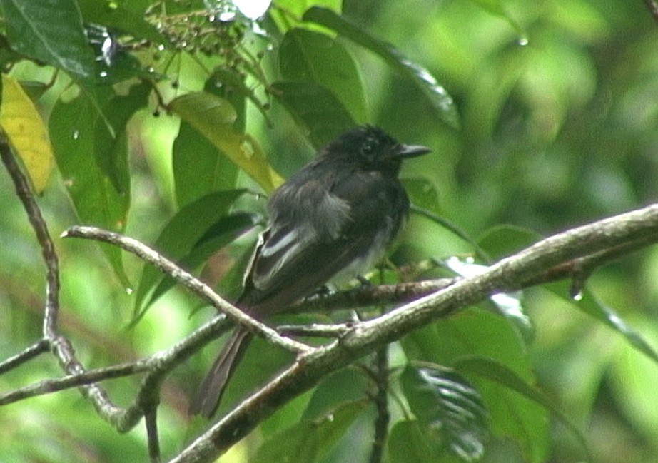 White-winged Fantail (Black-breasted) - Josep del Hoyo