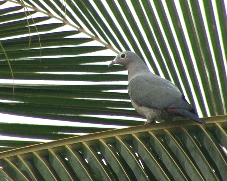 Island Imperial-Pigeon - ML205056321
