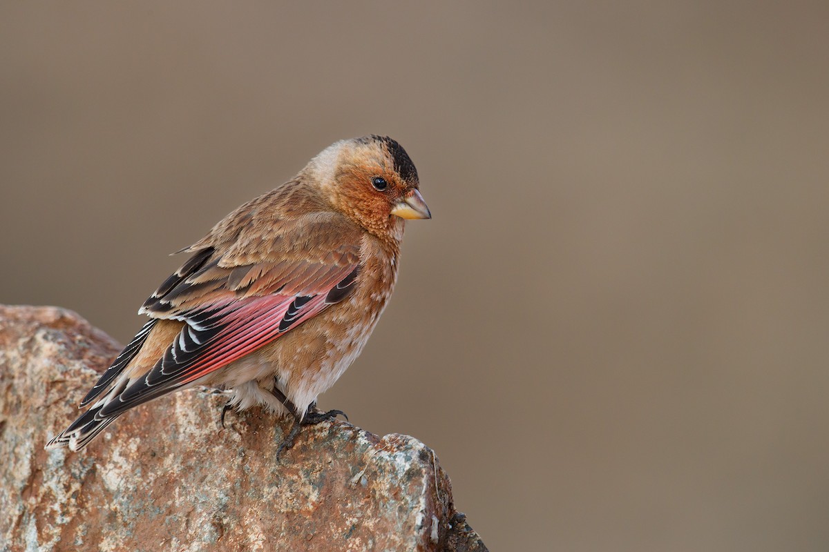 Crimson-winged Finch (African) - ML205056511