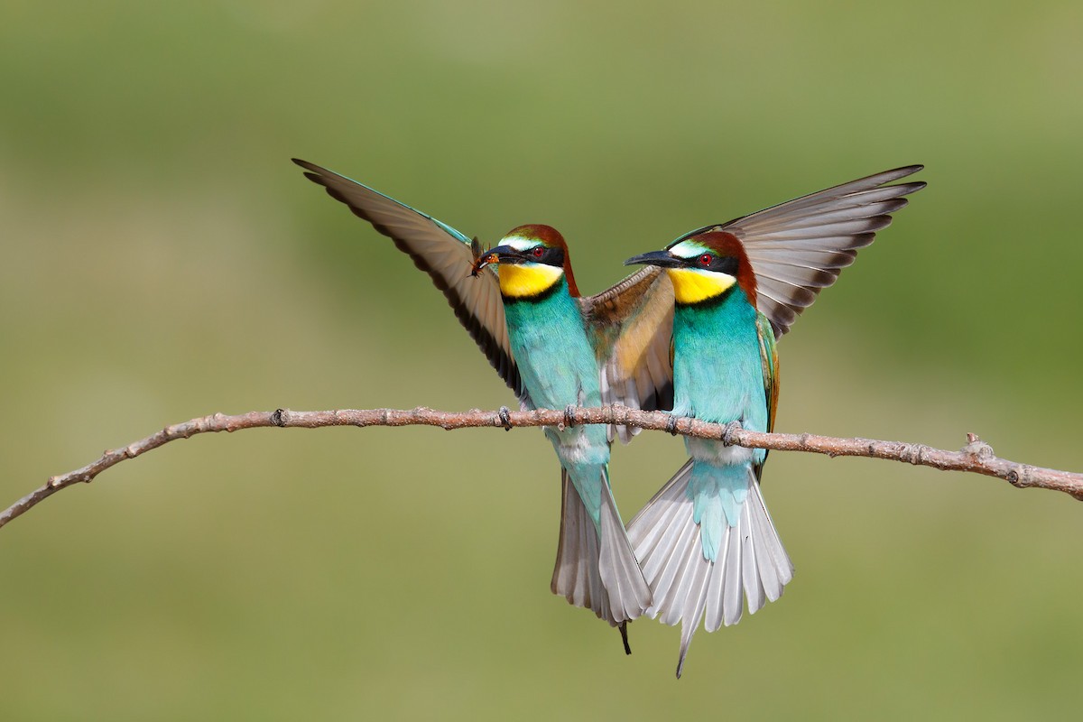 European Bee-eater - ML205056521
