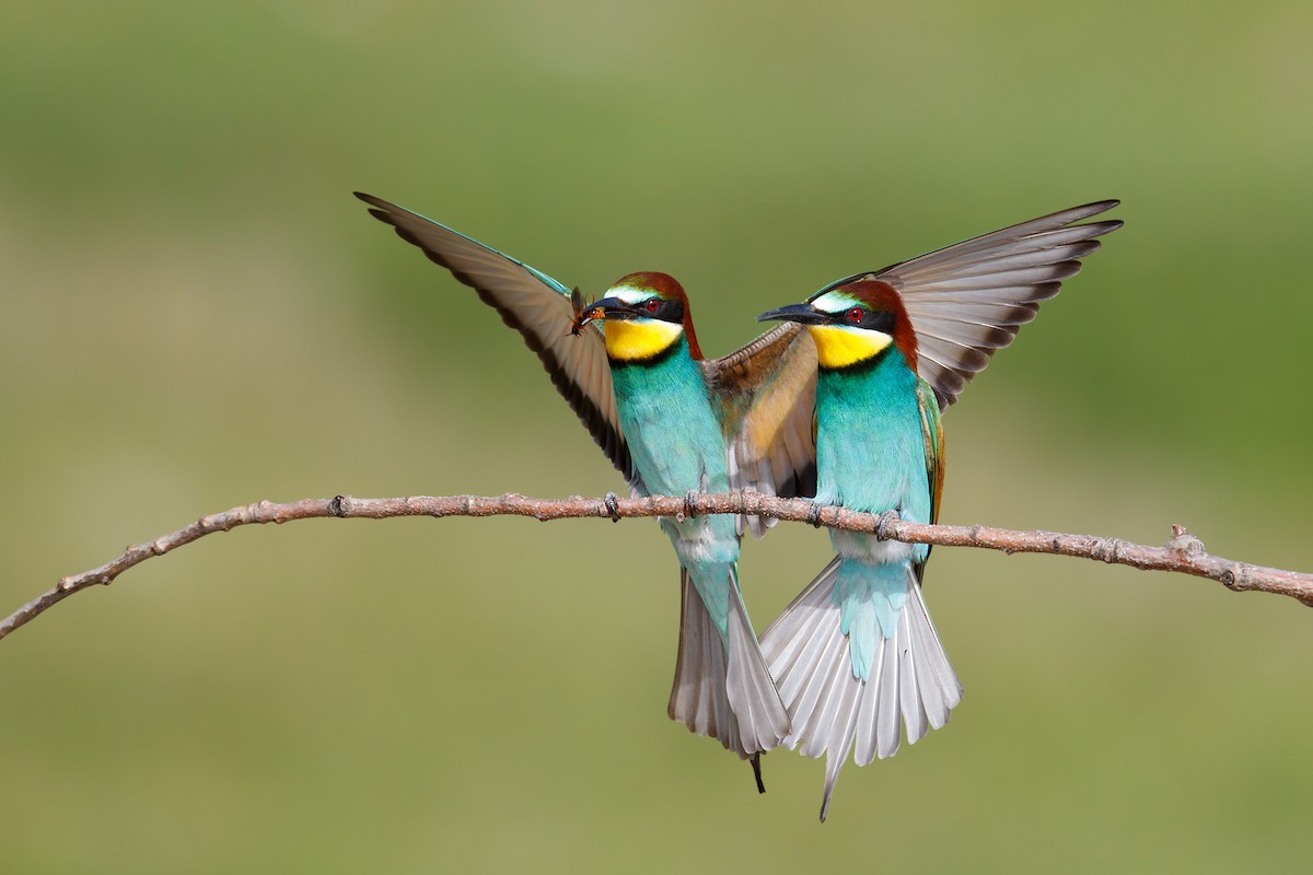 Ebirdのデータで判明 ヨーロッパハチクイの分布域が北へ拡大 気候変動との関連が裏づけられる Ebird Japan