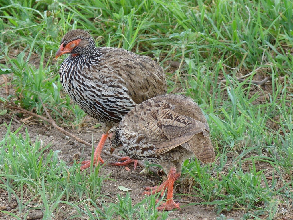 Red-necked Spurfowl (Cranch's) - Pascal Aleixandre