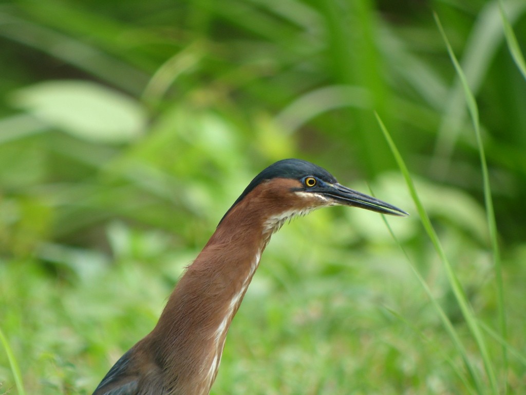 Green Heron (virescens/bahamensis) - Pascal Aleixandre