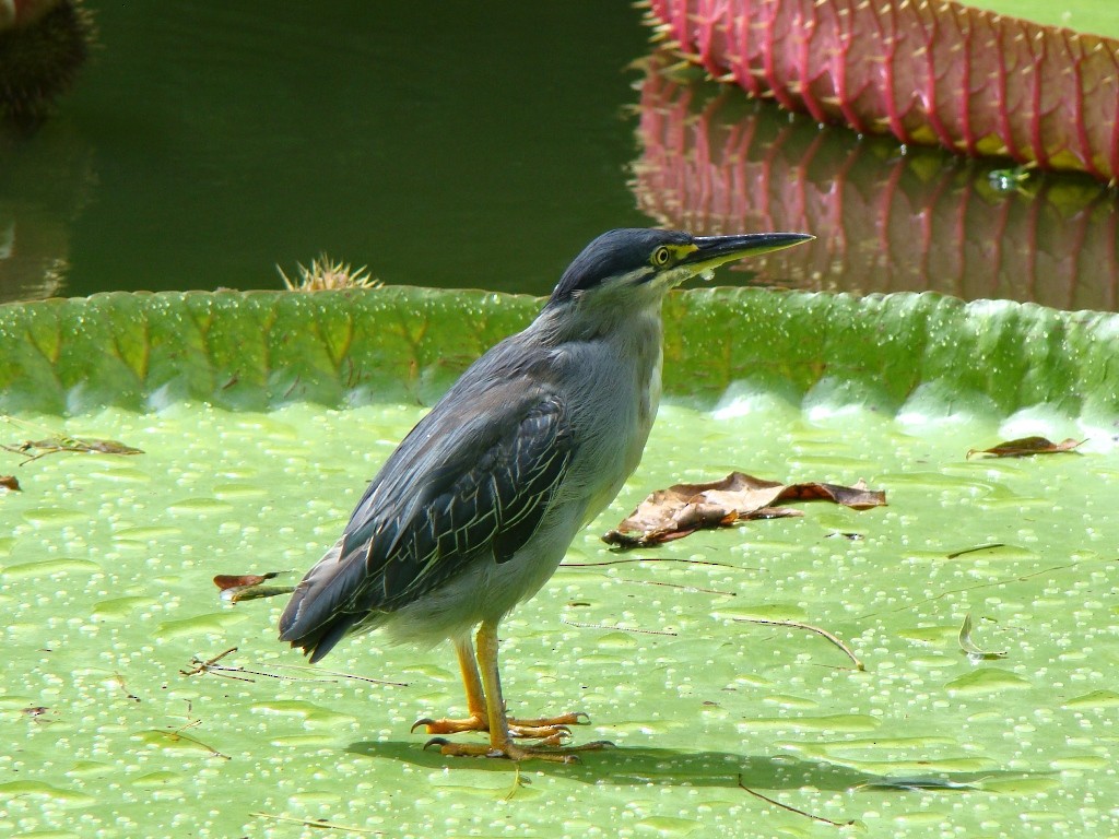Striated Heron (Old World) - Pascal Aleixandre