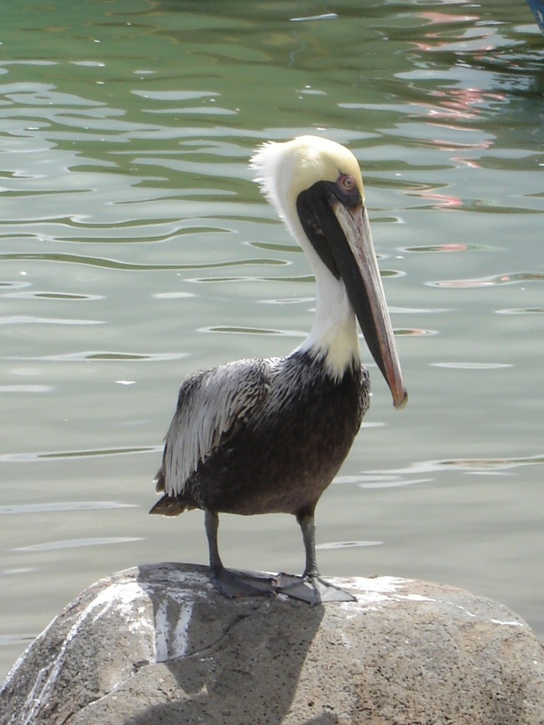 Brown Pelican (Southern) - Pascal Aleixandre