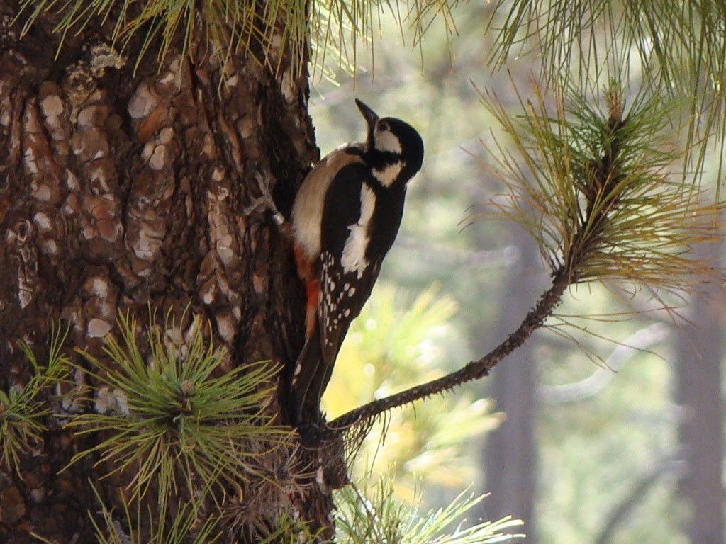 Great Spotted Woodpecker (Canarian) - ML205056691