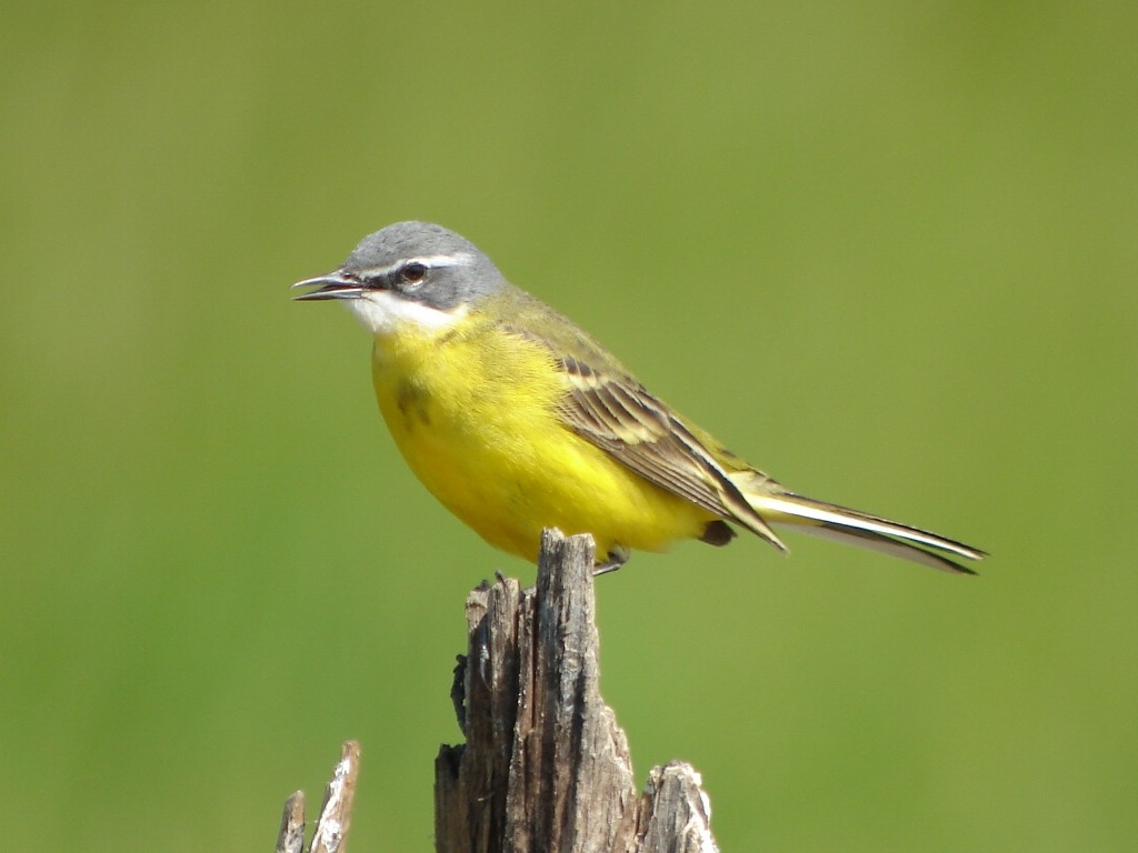 Western Yellow Wagtail (iberiae) - Pascal Aleixandre