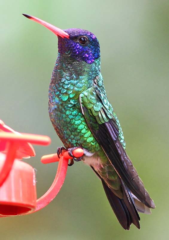 kolibřík modrohlavý - ML205056741