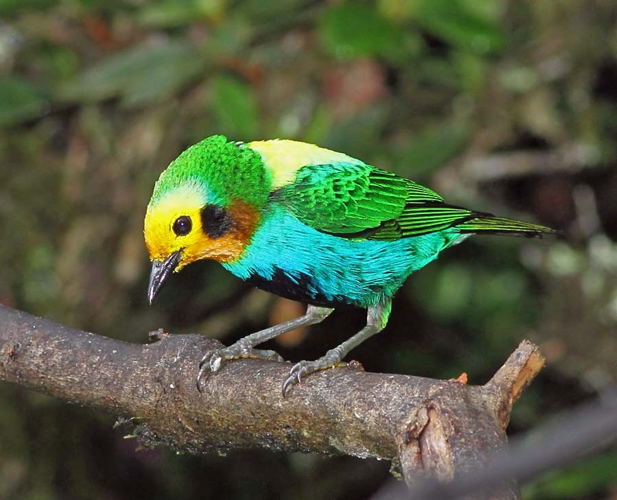 Multicolored Tanager - ML205056751