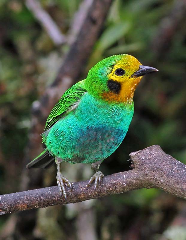Multicolored Tanager - ML205056761