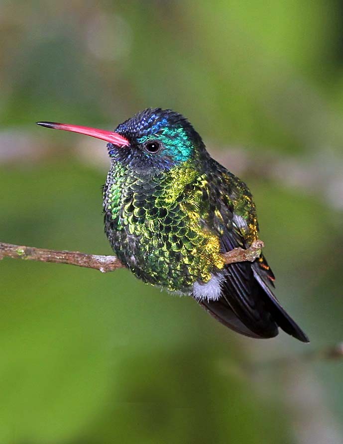 kolibřík modrohlavý - ML205056771