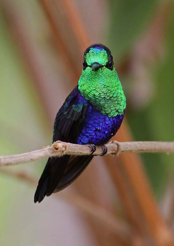 Crowned Woodnymph (Green-crowned) - Peter Hoell