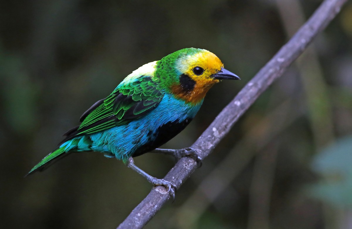 Multicolored Tanager - ML205056821