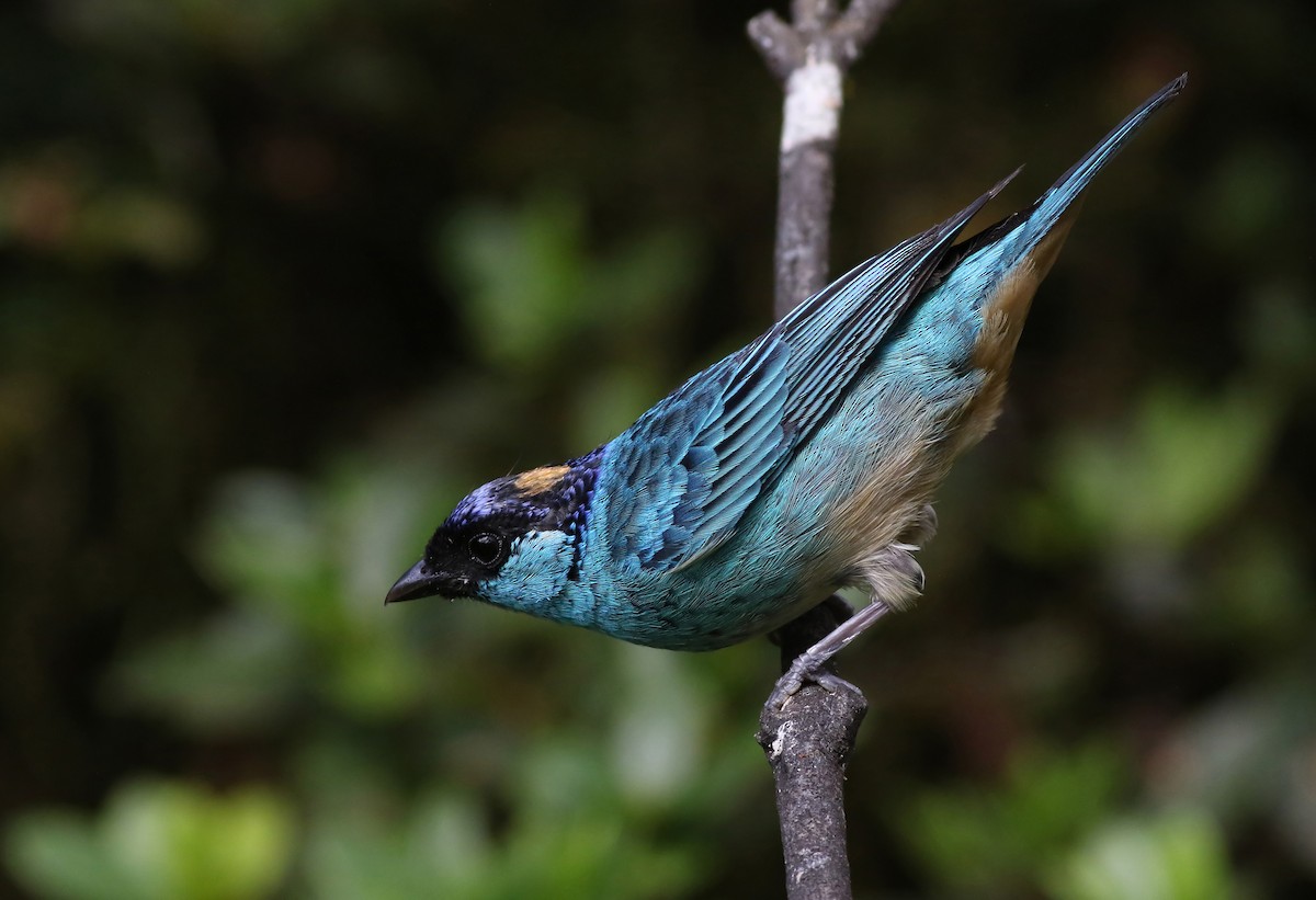 Golden-naped Tanager (Golden-naped) - ML205056831