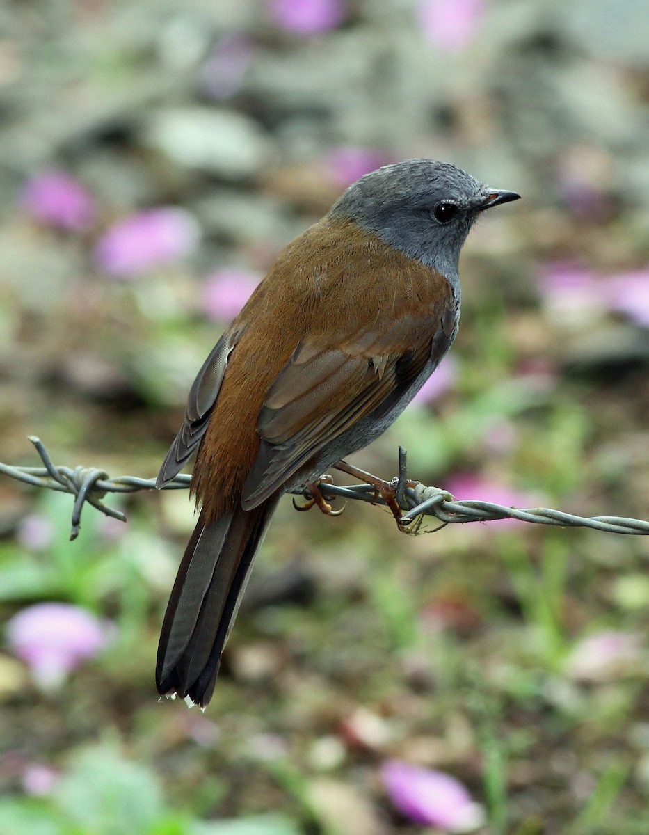 Andean Solitaire - Peter Hoell