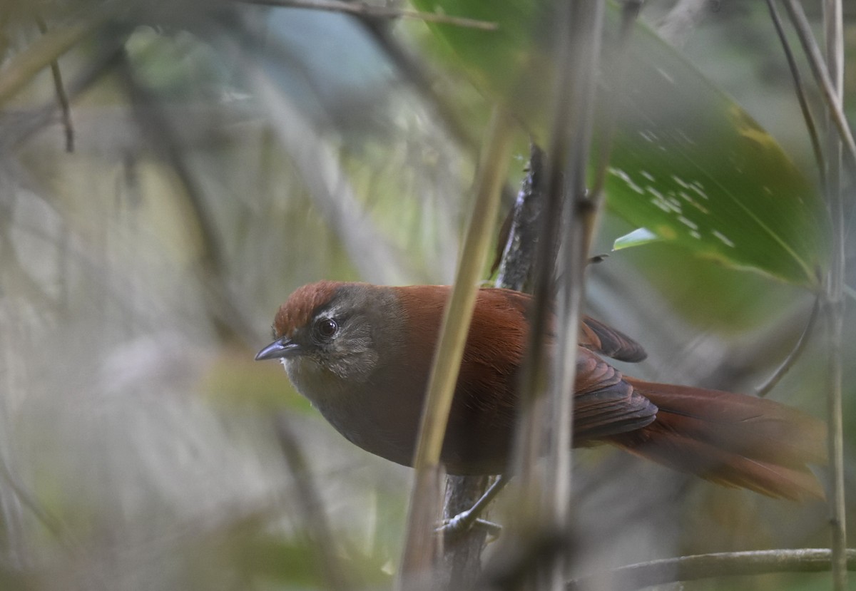 Marcapata Spinetail (Rufous-crowned) - ML205056911