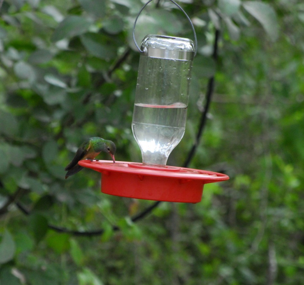 Buff-bellied Hummingbird - Bill Dixon