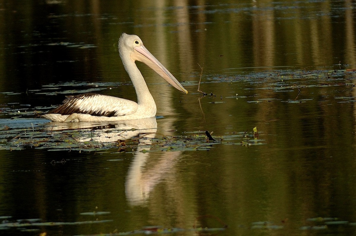 Australian Pelican - Georges Olioso
