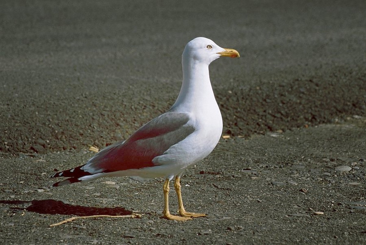 Yellow-legged Gull (atlantis) - ML205057581