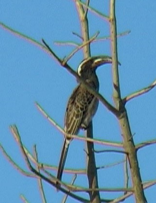 African Gray Hornbill - ML205057641