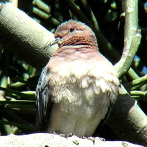 Laughing Dove - ML205057671