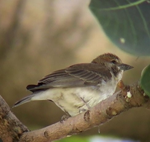 Sahel Bush Sparrow - Josep del Hoyo