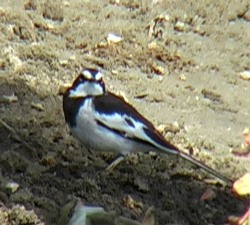 African Pied Wagtail - ML205057751