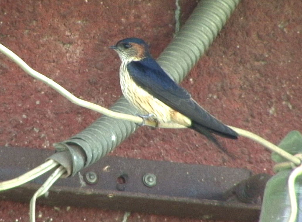 Red-rumped Swallow (Red-rumped) - ML205057861