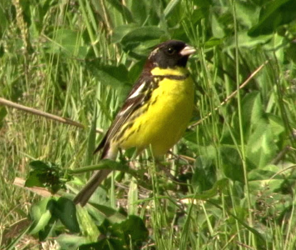 Yellow-breasted Bunting - ML205057911