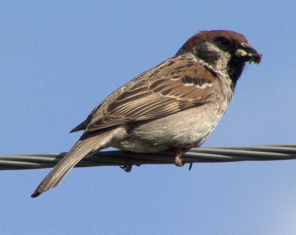 Eurasian Tree Sparrow - ML205057951