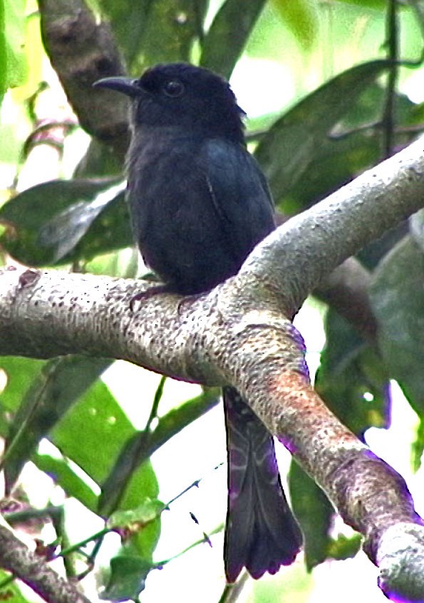 Square-tailed Drongo-Cuckoo - ML205058071