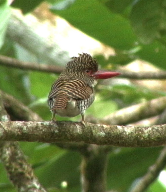 Banded Kingfisher (Banded) - ML205058121
