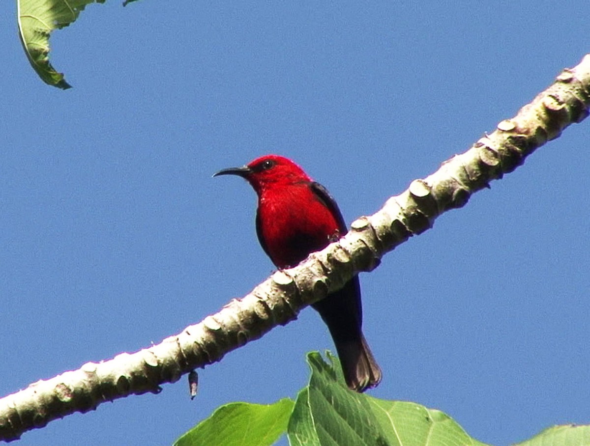 Myzomèle cardinal (groupe cardinalis) - ML205058401