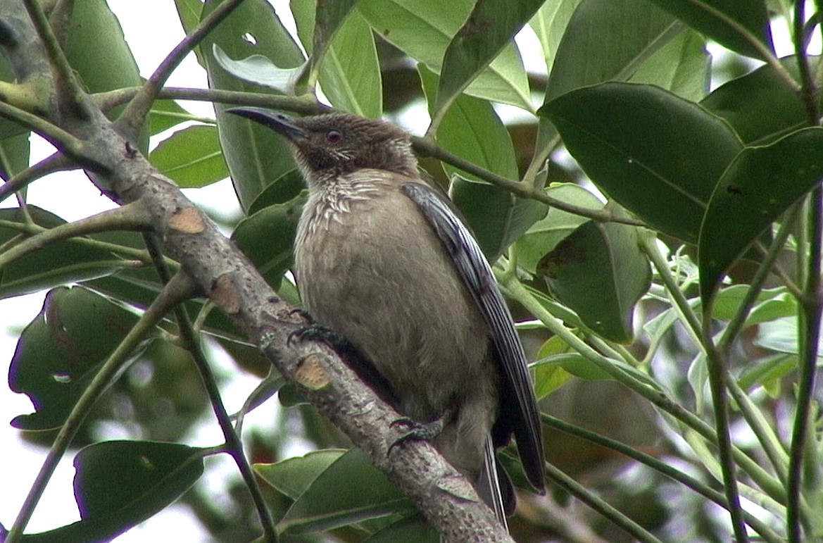 New Caledonian Friarbird - Josep del Hoyo
