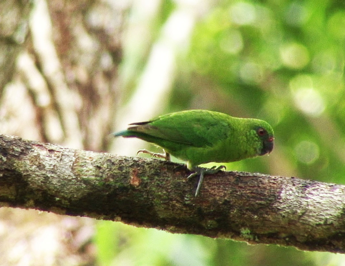 Папужка-пігмей зелений - ML205058551