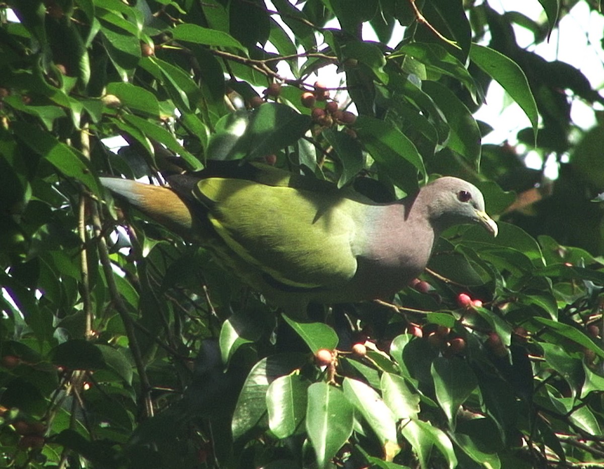 Pink-necked Green-Pigeon - ML205058611