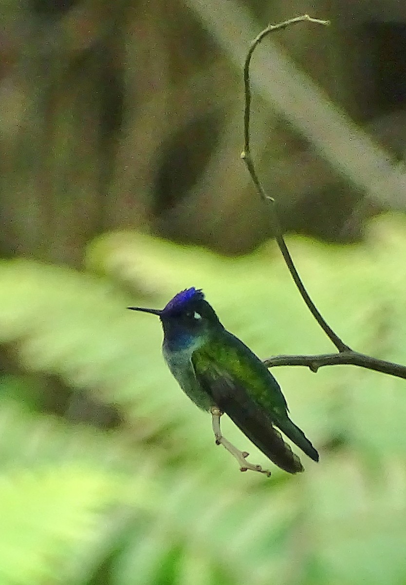 Violet-headed Hummingbird - ML20505901