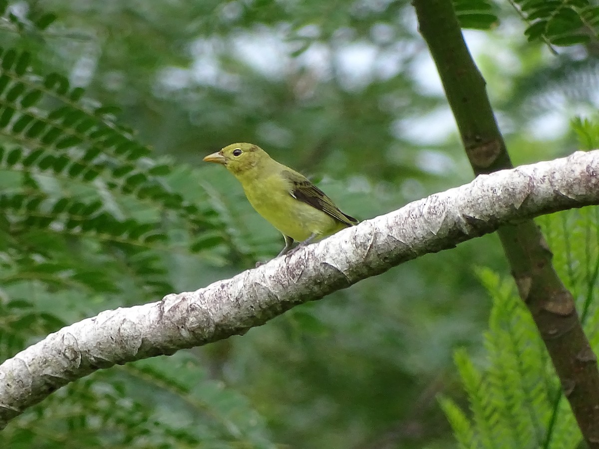 Scarlet Tanager - ML20505921