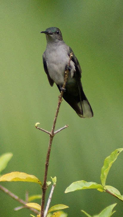 Gray-breasted Sabrewing (largipennis) - Phil Gunson