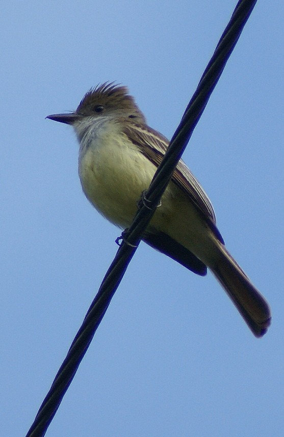 Brown-crested Flycatcher (South American) - Phil Gunson