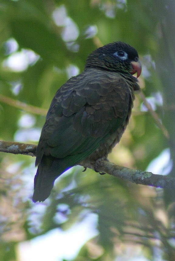 Red-billed Parrot - ML205059611
