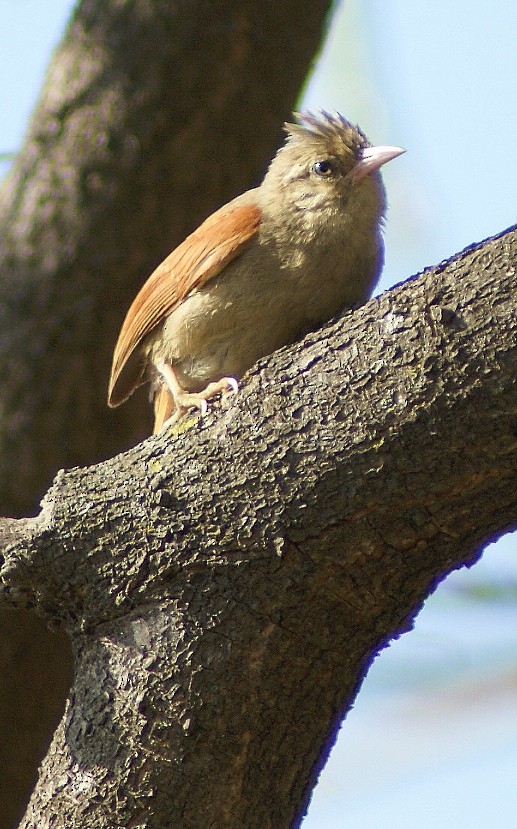 Crested Spinetail - ML205059691