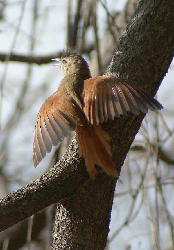 Crested Spinetail - ML205059701