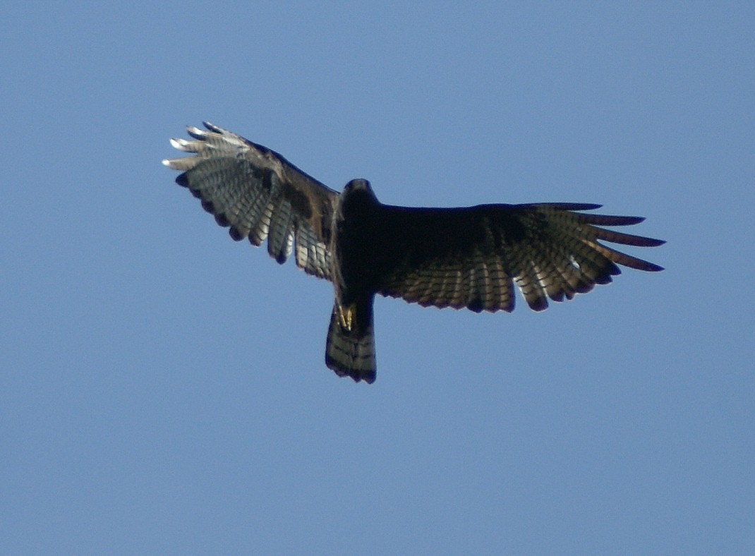 Zone-tailed Hawk - Phil Gunson