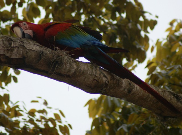 Red-and-green Macaw - Phil Gunson