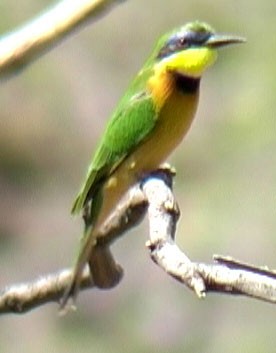 Ethiopian Bee-eater - Josep del Hoyo