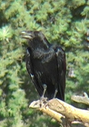 Fan-tailed Raven - Josep del Hoyo