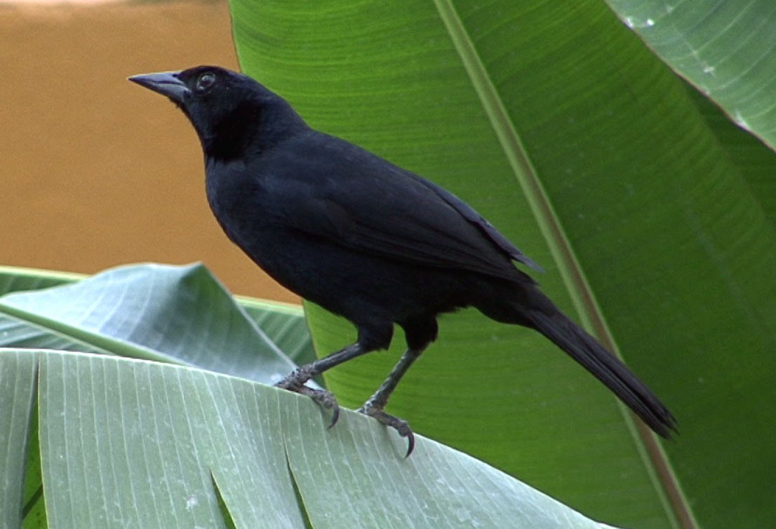 Melodious Blackbird - Josep del Hoyo