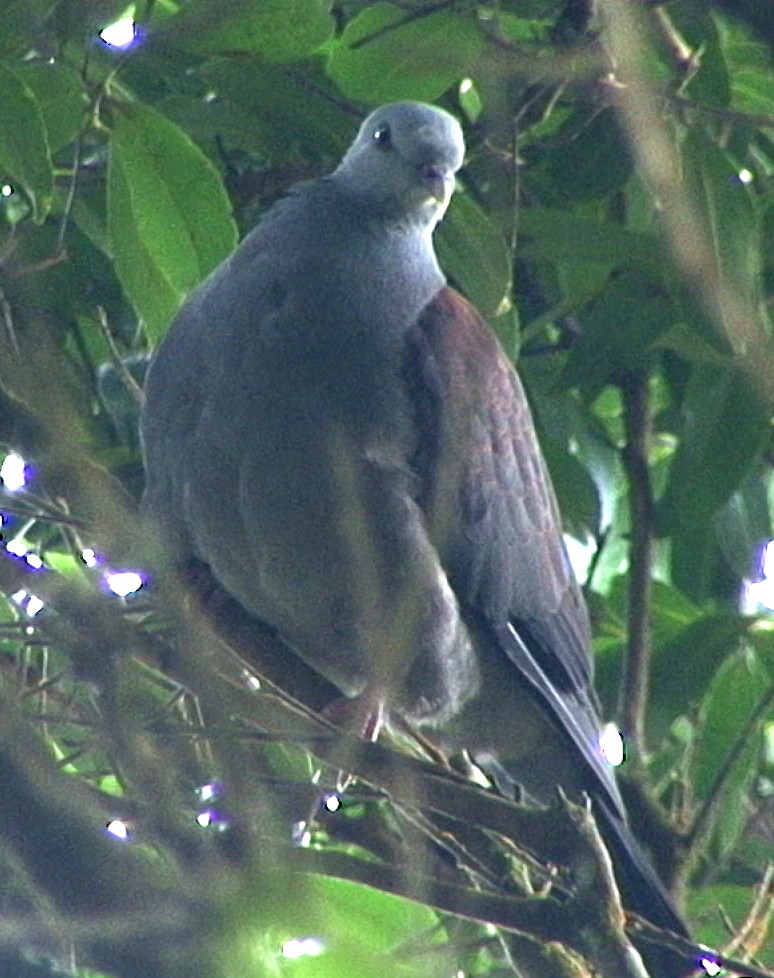 Nilgiri Wood-Pigeon - ML205060351