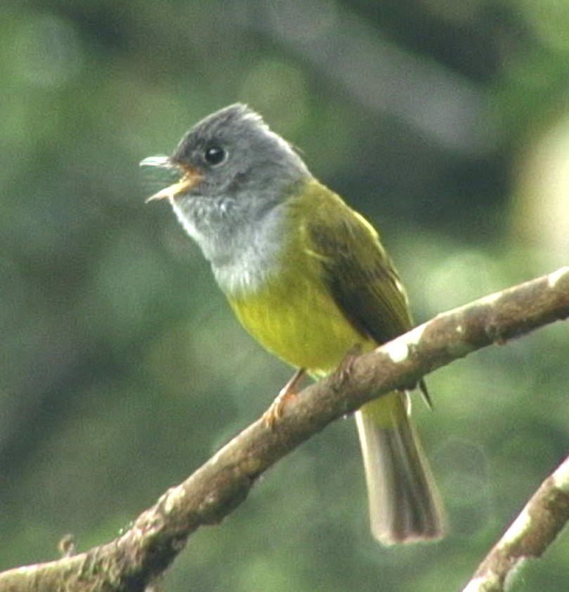 Gray-headed Canary-Flycatcher - ML205060361